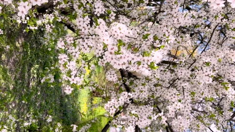 Beautiful blooming cherry tree in spring garden. Stock Footage 276162371
