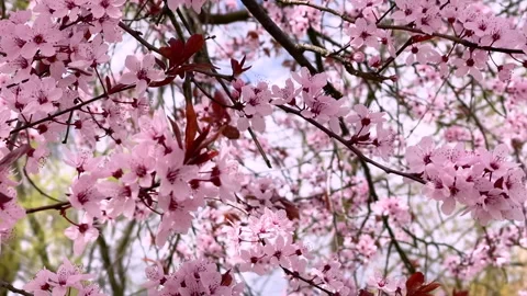 Beautiful blooming cherry tree  in spring orchad. Video stock 276163052