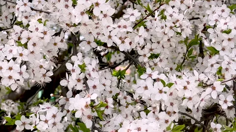 Beautiful blooming cherry tree in spring garden. Video stock 276163490