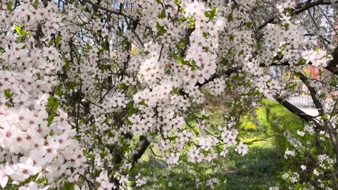 Beautiful blooming cherry tree in spring garden. Video stock 276163684
