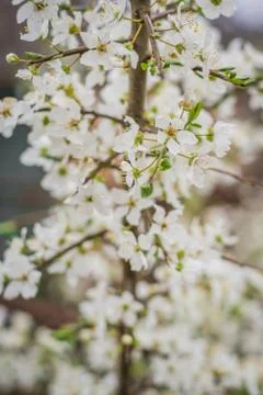 Beautiful blooming of cherry tree in spring closeup Stock Photos