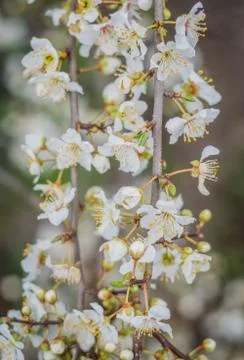 Beautiful blooming of cherry tree in spring closeup Stock Photos