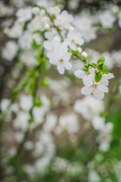 Beautiful blooming of cherry tree in spring closeup Stock Photos