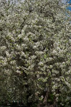 Beautiful blooming cherry tree in spring season. Stock Photos