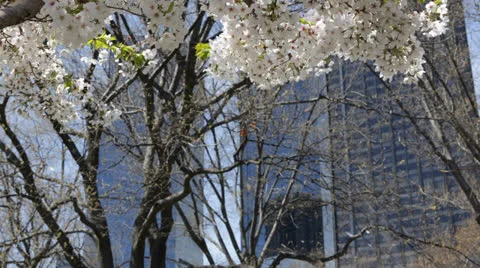 Beautiful Blooming Cherry Trees in Central Park New York City, Skyscrapers NYC Stock Footage 24812091