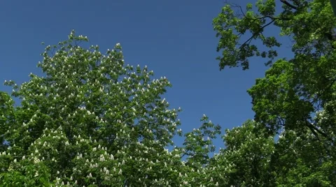 Beautiful Blooming Chestnut Stock Footage 50097831