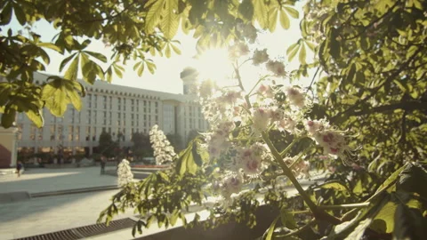 Beautiful blooming chestnut trees Stock Footage 248056688