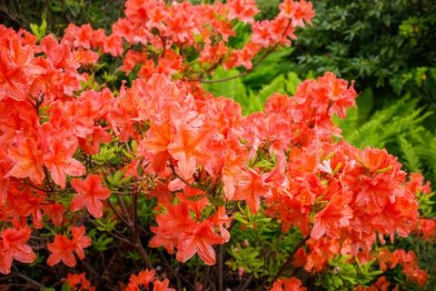 Beautiful blooming coral azalea close up. Big bush with many flowers in Bot.. Stock Photos