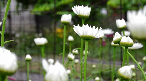Beautiful blooming daisies 動画素材 51724357