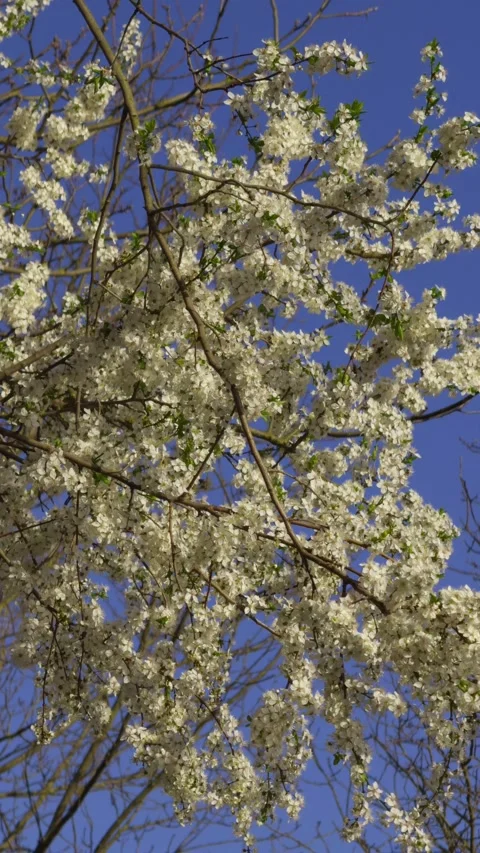 A Beautiful Blooming Flowering Tree Set Against a Bright and Clear Blue Sky Video stock 313286521