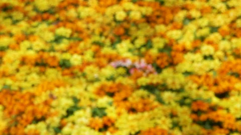 Beautiful blooming flowers in the field with warm sunshine in garden. Stock Footage 148517455