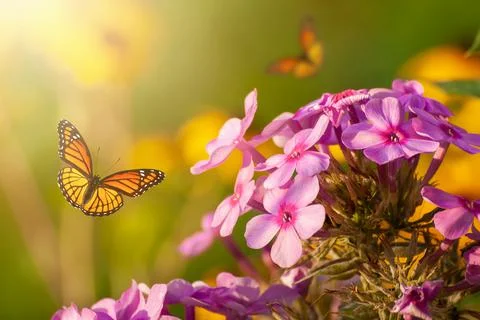 Beautiful blooming flowers. Spring-summer garden and flying butterflies on bl Stock Photos
