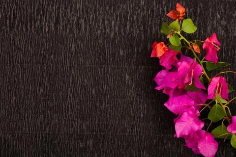 Beautiful blooming fresh flower isolated on paper background Stock Photos