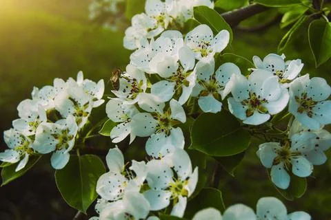 Beautiful blooming fruit tree. Bee pollinates flowers Stock Photos