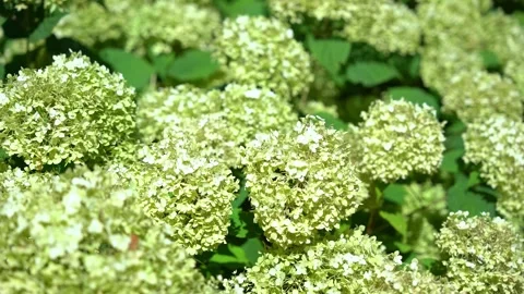 Beautiful blooming green hydrangea flowers in a sunny garden Stock Footage 341853133