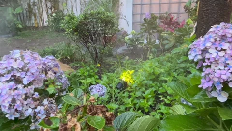 Beautiful blooming hydrangea flowers in a lush green garden. Video stock 332367730