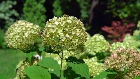Beautiful blooming hydrangea flowers in a sunny garden Stock Footage 341853188