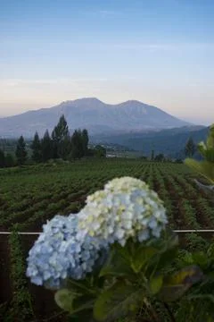 Beautiful blooming Hydrangea Foto stock