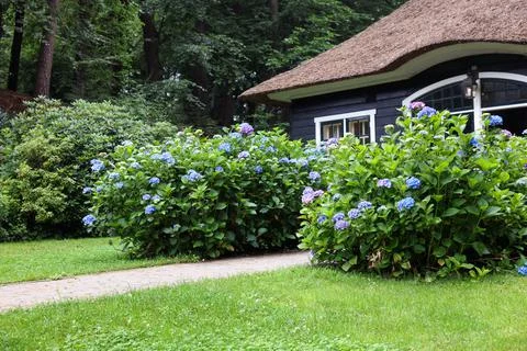 Beautiful blooming hydrangeas in front yard of lovely little cottage. Landsca Stock Photos