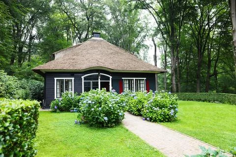 Beautiful blooming hydrangeas in front yard of lovely little cottage. Lands.. Stock Photos