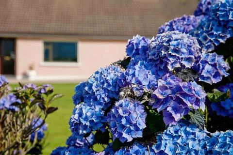 Beautiful blooming hydrangeas in front yard of lovely little cottage. Lands.. Stock Photos