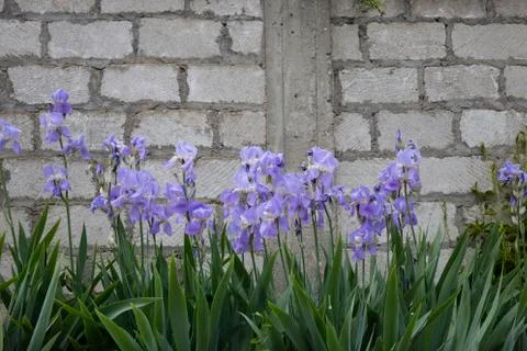 Beautiful blooming iris. Stock Photos