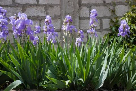 Beautiful blooming iris. Stock Photos