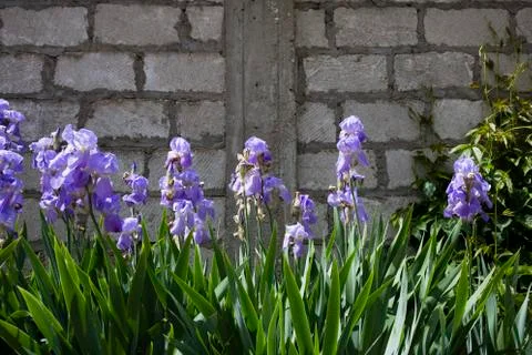 Beautiful blooming iris. Stock Photos