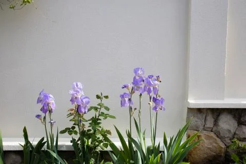 Beautiful blooming iris. Stock Photos
