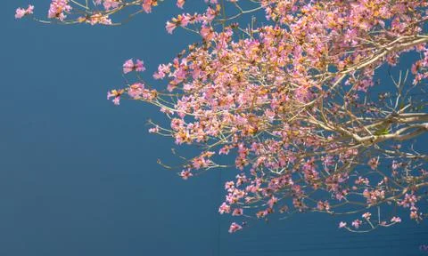 Beautiful blooming Jacaranda on a solid cyan background. Big copy space for a Fotos de archivo