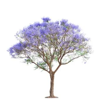 Beautiful blooming jacaranda tree Stock Photos