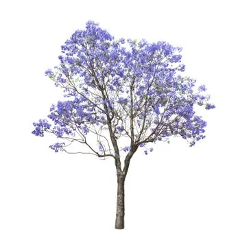 Beautiful blooming jacaranda tree Stock-Fotos