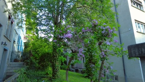 Beautiful blooming lilac bush with purple flowers by a residential house Stock Footage 337921153