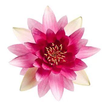Beautiful blooming lotus flower isolated on white Stock Photos