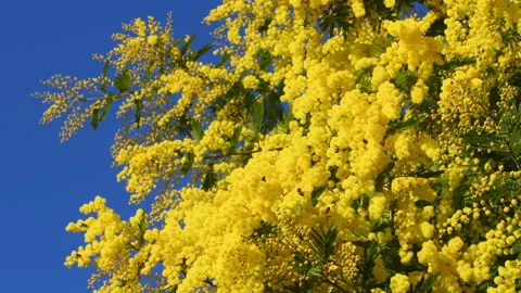 Beautiful blooming mimosa move in the wind on a sunny day with blue sky. Stock Footage 171531897