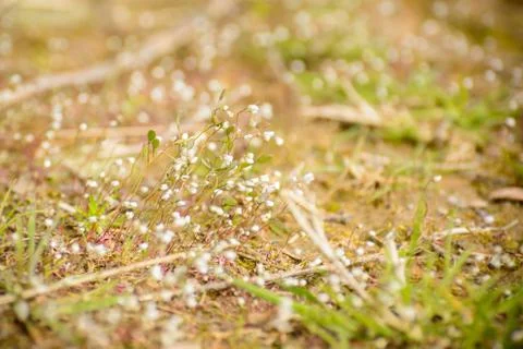 Beautiful Blooming moss, tiny white flowers. Stock Photos
