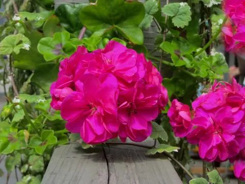 Beautiful blooming multi-colored geranium flowers as a background, closeup. Stock Photos