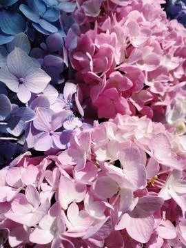 Beautiful blooming multi colored hydrangeas in pink and purple close-up in a Stock Photos