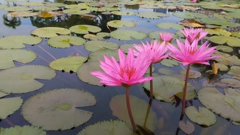 Beautiful blooming Nymphaea Rubra in a pond Stockbeeldmateriaal 309442953