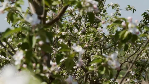 Beautiful Blooming Orchard. Video stock 100301130