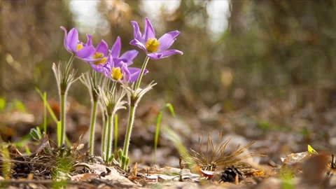 Beautiful blooming pasque flowers Stock Footage 220628006