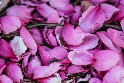 Beautiful blooming peach trees in spring on a Sunny day. Soft focus, natural  Foto stock