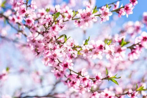 Beautiful blooming peach trees in spring on a Sunny day. Soft focus, natural  Stock Photos