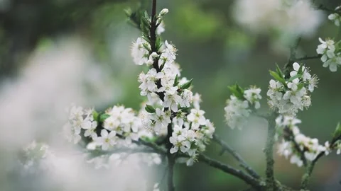 Beautiful blooming pear tree branch with white flowers in garden during the r Stock Footage 149143868
