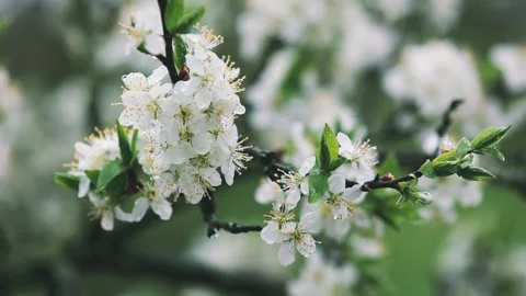 Beautiful blooming pear tree branch with white flowers in garden during the r Stock Footage 149143880