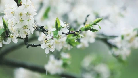 Beautiful blooming pear tree branch with white flowers in garden during the r Stock Footage 149143887