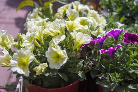 Beautiful blooming petunias.Petunias in summer during flowering. Stock Photos