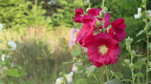 Beautiful blooming pink mallows close-up Vídeo Stock 340404879