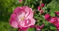Beautiful blooming pink rose close up at sunny day 4k or 4k+ Resolution