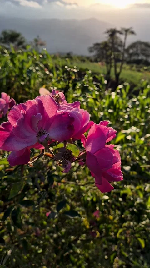 Beautiful blooming pink rose Video stock 344207241
